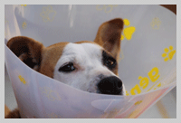 first aid for dogs
